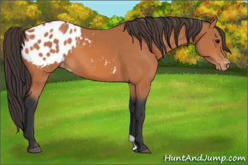 Horse Color:Bay Appaloosa