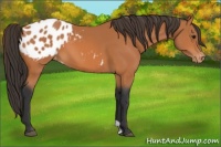 Horse Color:Bay Appaloosa 