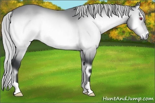 Horse Color:Silver Brown Chinchilla Onyx 