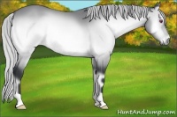 Horse Color:Silver Brown Chinchilla Onyx 