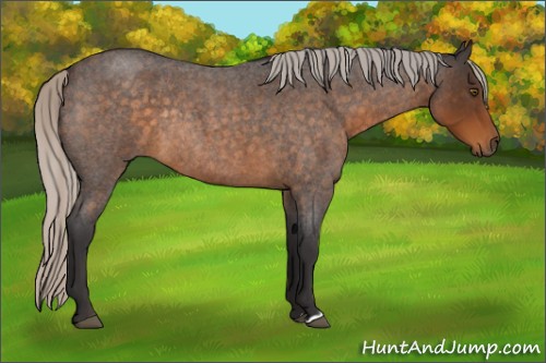 Horse Color:Silver Buckskin Roan Rabicano 