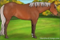 Horse Color:Silver Bay 
