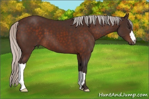 Horse Color:Silver Brown 