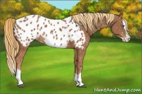 Horse Color:Chestnut Splash Appaloosa 