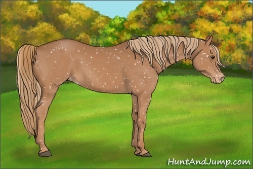 Horse Color:Chestnut Snowflake Varnish 