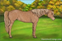 Horse Color:Chestnut Snowflake Varnish 