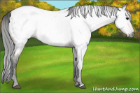 Horse Color:Gray Bay Near Leopard 