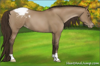 Horse Color:Gray Grullo Pearl Appaloosa 