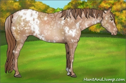 Horse Color:White Spotted Brown Ice Pearl Appaloosa Rabicano 