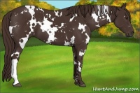 Horse Color:White Spotted Liver Chestnut 