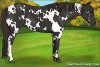Horse Color:White Spotted Liver Chestnut 