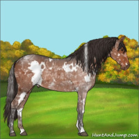 Horse Color:White Spotted Liver Chestnut Ice