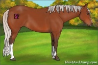 Horse Color:Silver Bay 