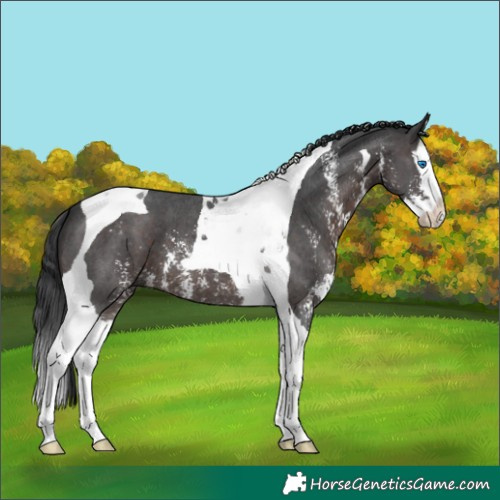 Horse Color:Brown Sabino Splash Tobiano