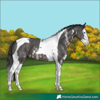 Horse Color:Brown Sabino Splash Tobiano 