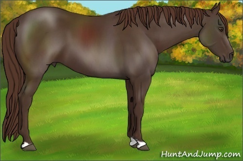 Horse Color:Liver Chestnut 