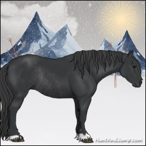 Horse Color:Black Rabicano 