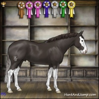 Horse Color:Liver Chestnut Sabino Splash