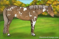 Horse Color:White Spotted Chocolate Palomino 
