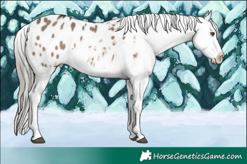 Horse Color:Liver Red Dun Mushroom Appaloosa 