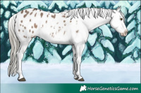 Horse Color:Liver Red Dun Mushroom Appaloosa 