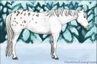 Horse Color:Liver Red Dun Mushroom Appaloosa 