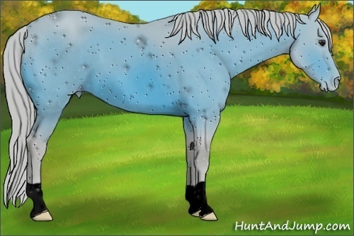 Horse Color:ERROR: UNKNOWN ANOMALY