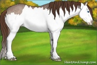 Horse Color:Liver Red Ice Roan Sabino Splash 