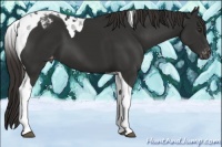 Horse Color:Liver Chestnut Tobiano Varnish 