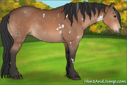 Horse Color:White Spotted Bay Sabino