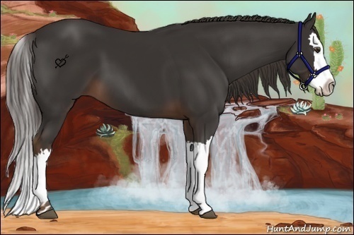 Horse Color:Liver Chestnut Splash 