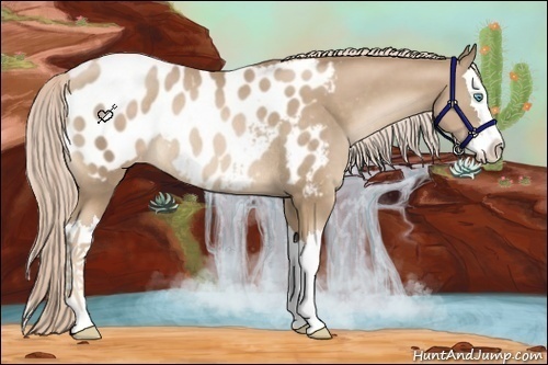 Horse Color:Chocolate Palomino Pearl Splash Appaloosa Rabicano