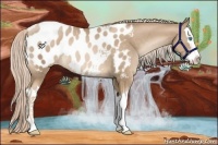 Horse Color:Chocolate Palomino Pearl Splash Appaloosa Rabicano 