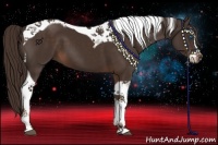 Horse Color:Liver Chestnut Splash Tobiano 