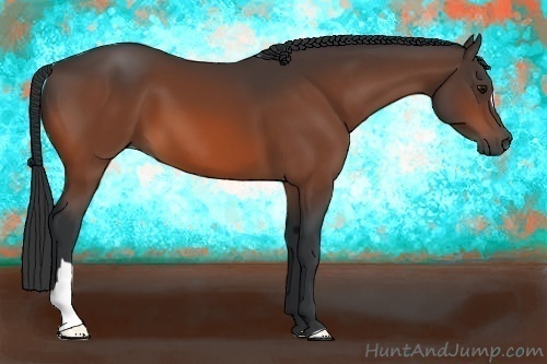 Horse Color:Bay 