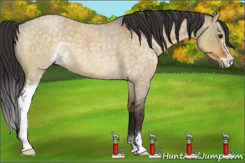 Horse Color:Buckskin Roan Dun Sabino Brindle 