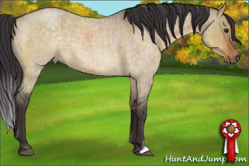 Horse Color:Buckskin Roan Dun Brindle 