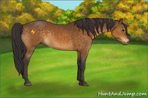 Horse Color:Buckskin 