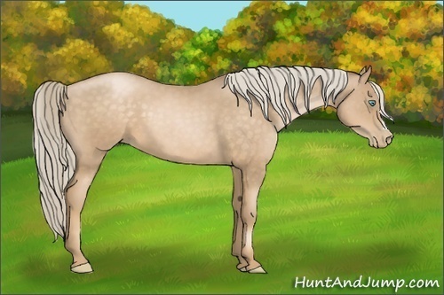 Horse Color:Chocolate Palomino Pearl