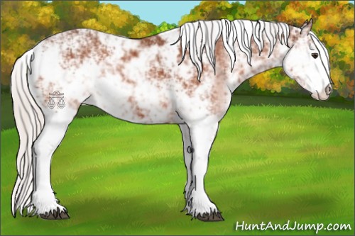 Horse Color:Silver Brown Sabino 
