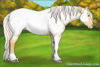 Horse Color:Silver Amber Cream Champagne Dun Sabino Tobiano Appaloosa Rabicano 