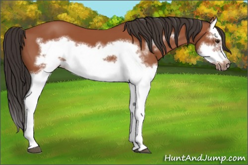 Horse Color:Bay Splash Frame 
