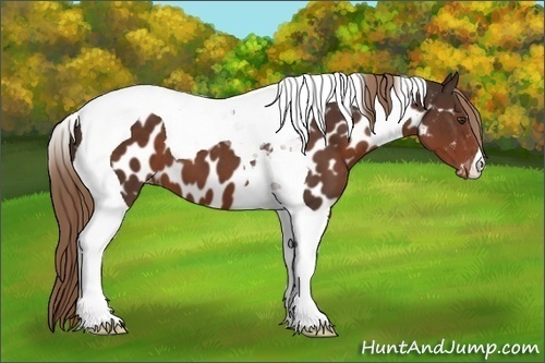 Horse Color:Liver Chestnut Tobiano Near Leopard 