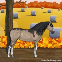 Horse Color:Brown Dun 