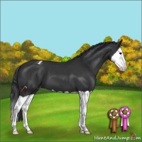 Horse Color:Black Splash Appaloosa 