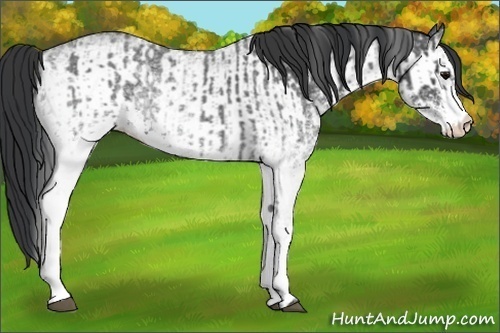 Horse Color:White Spotted Blue Roan Rabicano  and White Spotted Blue Roan Rabicano 