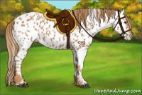 Horse Color:Chestnut Appaloosa