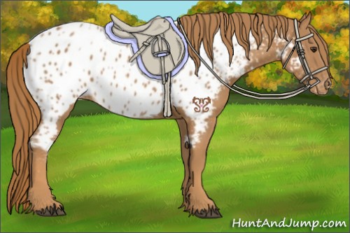 Horse Color:Chestnut Appaloosa 