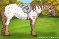 Horse Color:Chestnut Appaloosa