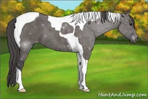 Horse Color:Grullo Tobiano Appaloosa 